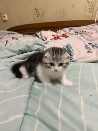 Шотландские котята, фотография 10