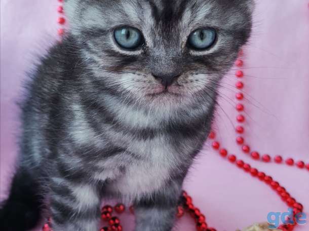 Шотландские котята, фотография 8