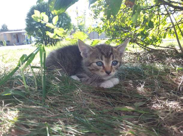 Котята даром!!, фотография 3