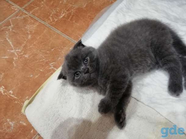 Британский котенок, фотография 2