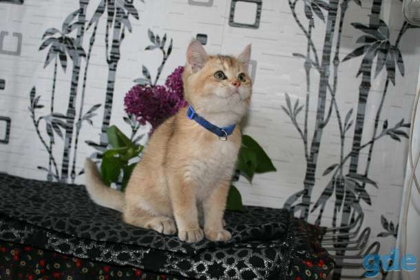 котята британские, фотография 3