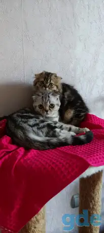 Шотландские котята с голубыми глазами, фотография 6