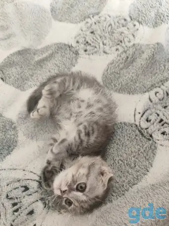 Шотландская кошечка, фотография 4