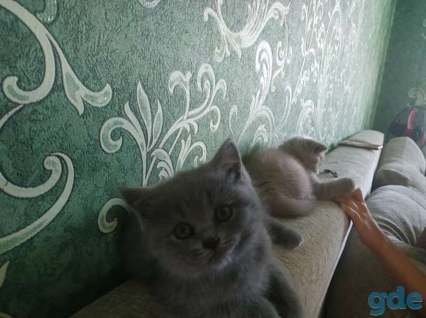 Британские плюшики, фотография 3