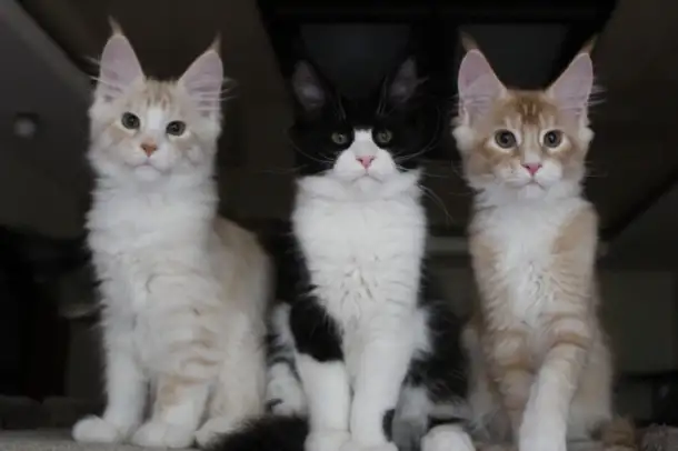 Котята мейн кун!, фотография 3