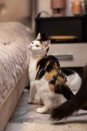 Кошка ТЕЯ ИЩЕТ дом, фотография 2