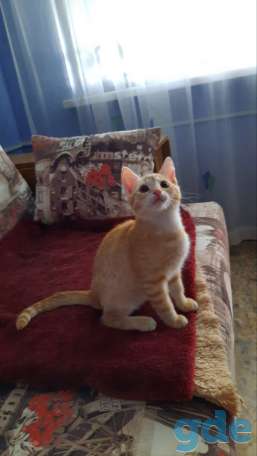 Отдам в дар котенка, фотография 4