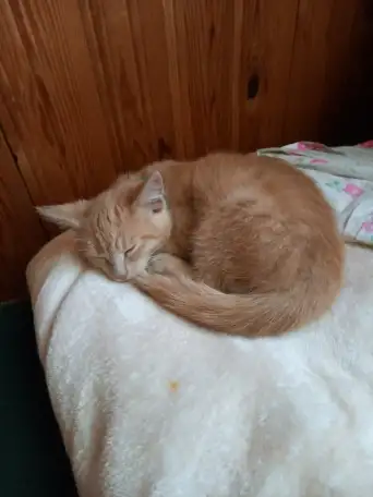 Котенок в добрые руки, фотография 5