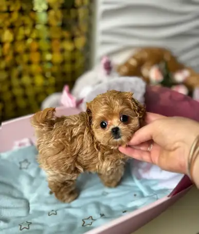 Элитные мини и микро мальтипу ф1 Корея, фотография 3