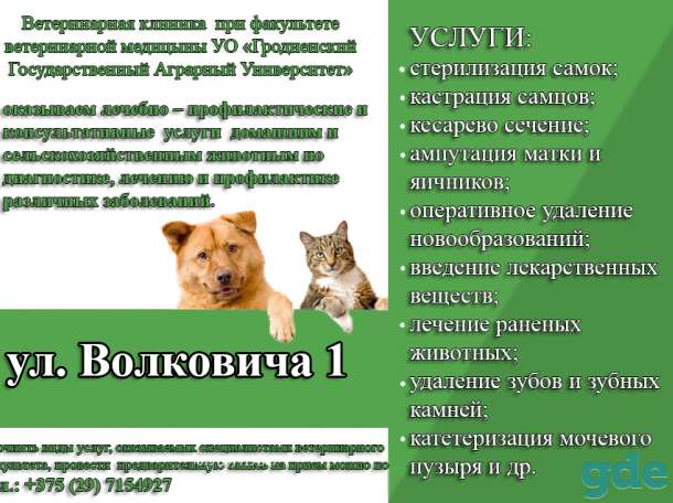 Ветеринарные услуги, фотография 1