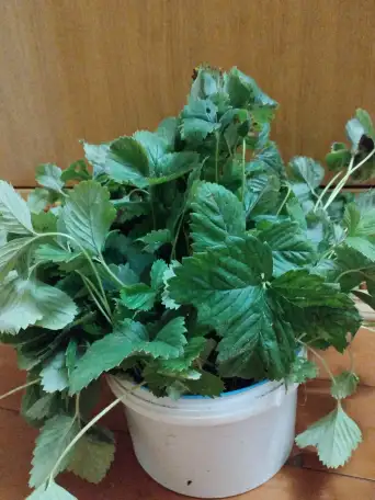Усы клубники, фотография 2