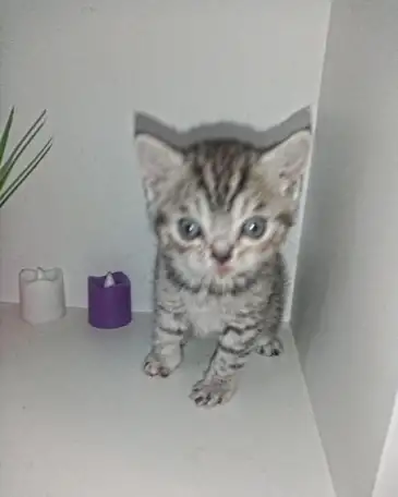 Шотландские котята, фотография 7