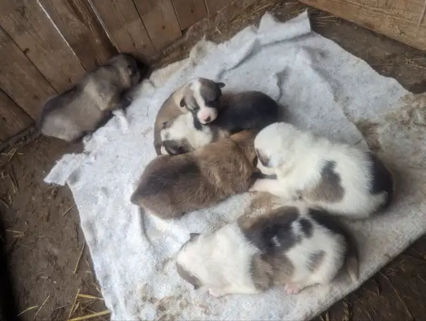 Продам щенков западно сибирской лайки, фотография 1