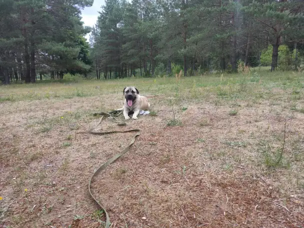 Дрессировка собак, фотография 12