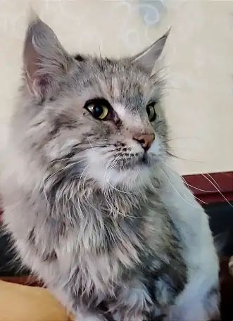 Кошка Мейн-кун, фотография 1