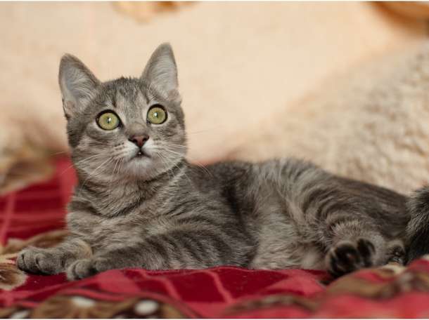 Котёнок в дар, фотография 4