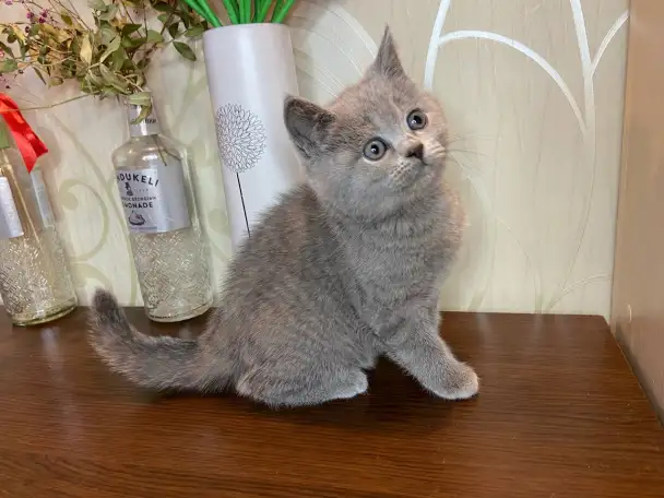 Британские котята, фотография 10