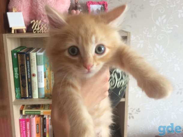Котята в дар, фотография 3