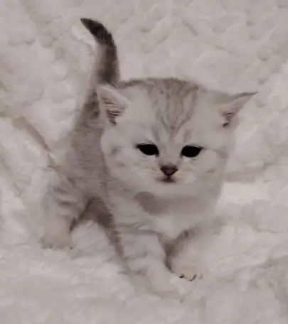 Шотландские котята., фотография 3