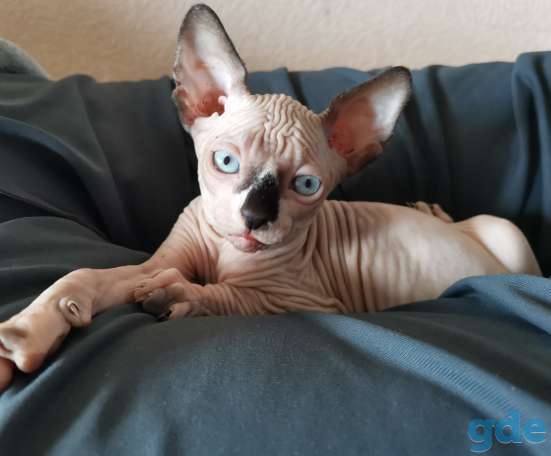 Каналский сфинкс котята, фотография 1