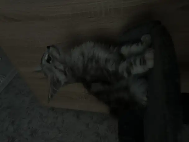 Котенок мей-кун девочка, фотография 2