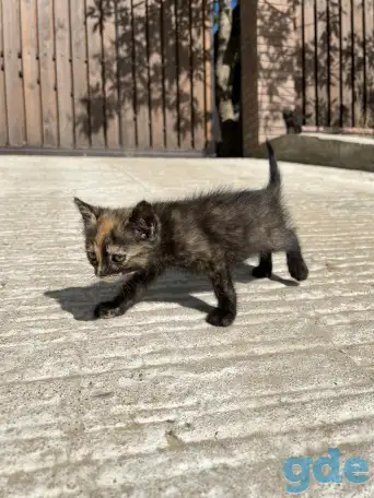 Котёнок (1 мес) в дар, фотография 5