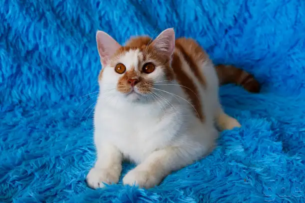 Красивый Котя с янтарными глазками ищет семью!, фотография 1