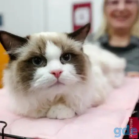 Продажа котёнка регдолл 7 мес., фотография 1