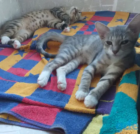 котята в дар, фотография 3