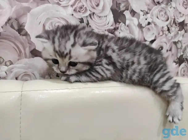 Шотландские плюшевые котята, фотография 4