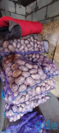 Продам картофель, фотография 2