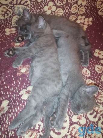 Русский голубой котик, фотография 3