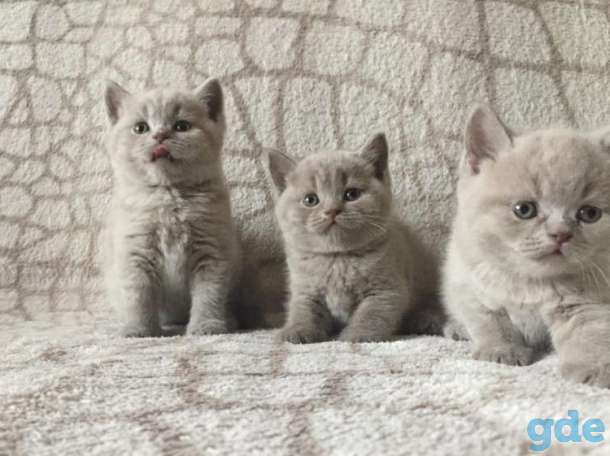 Продам британских котят, фотография 2