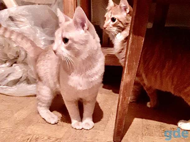 Рыжие котята в дар, фотография 3