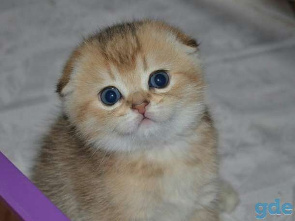 Шотландские котята, фотография 1
