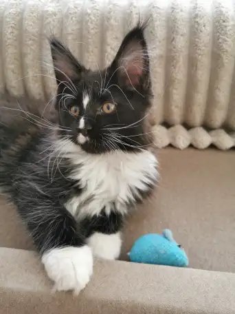 Котята Мейн Кунчики, фотография 3