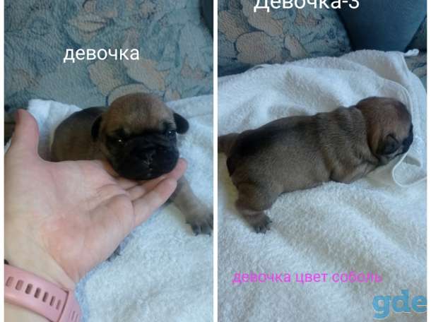 Щенки французского бульдога, фотография 3