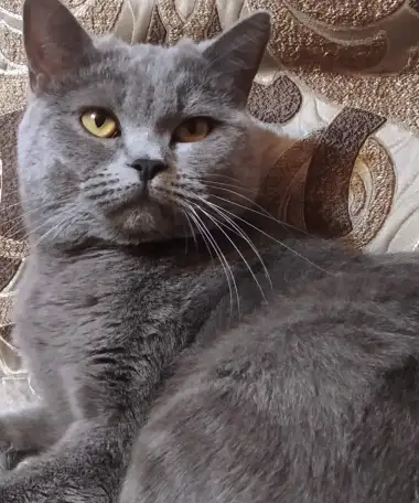 Шотландские котята, фотография 7
