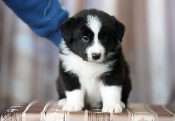 бордер колли, фотография 2
