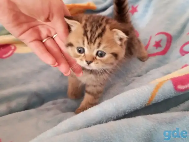 Котята, фотография 3