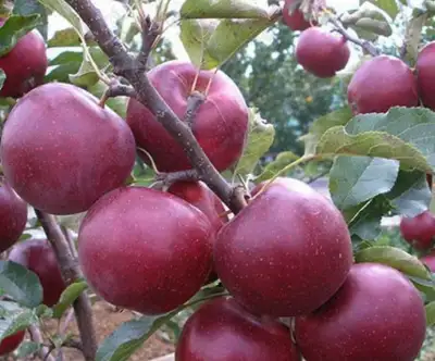 Продам саженцы яблони, фотография 3