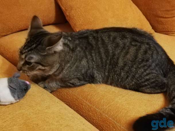 Котик Пуська ищет дом!, фотография 7