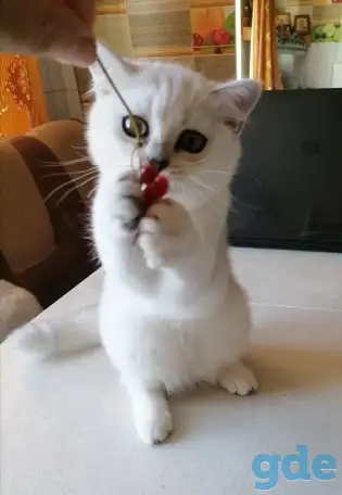 Британские котята, фотография 3