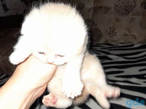 Продам котят, фотография 3