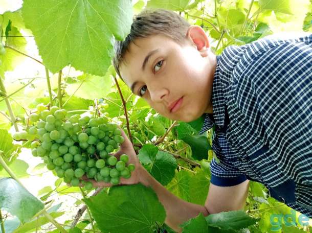 Продам саженцы винограда, фотография 4