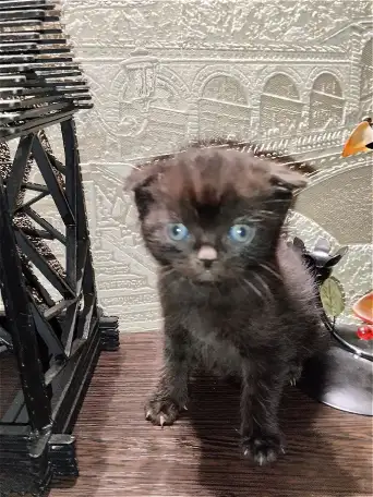 Шотландские вислоухие котята, фотография 4