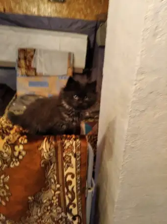 Котята, фотография 2