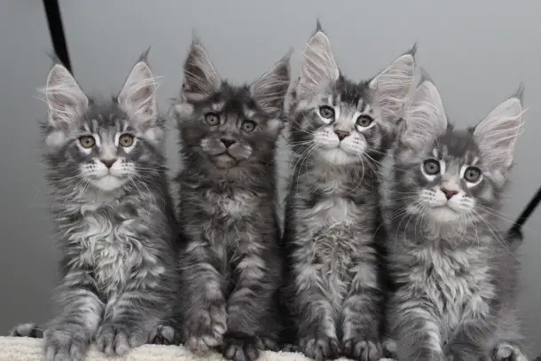 Мейн-кун котята, фотография 2