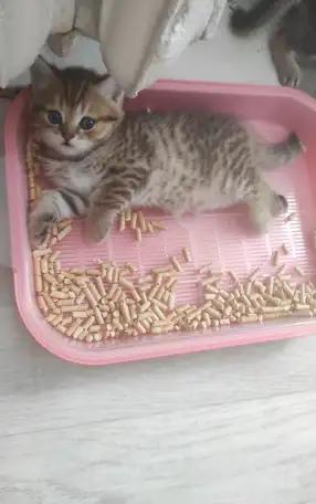 Продам котят, фотография 4