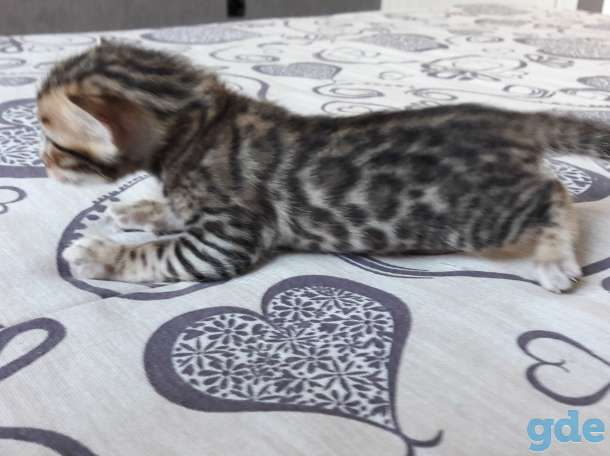 Бенгальские котята, фотография 3